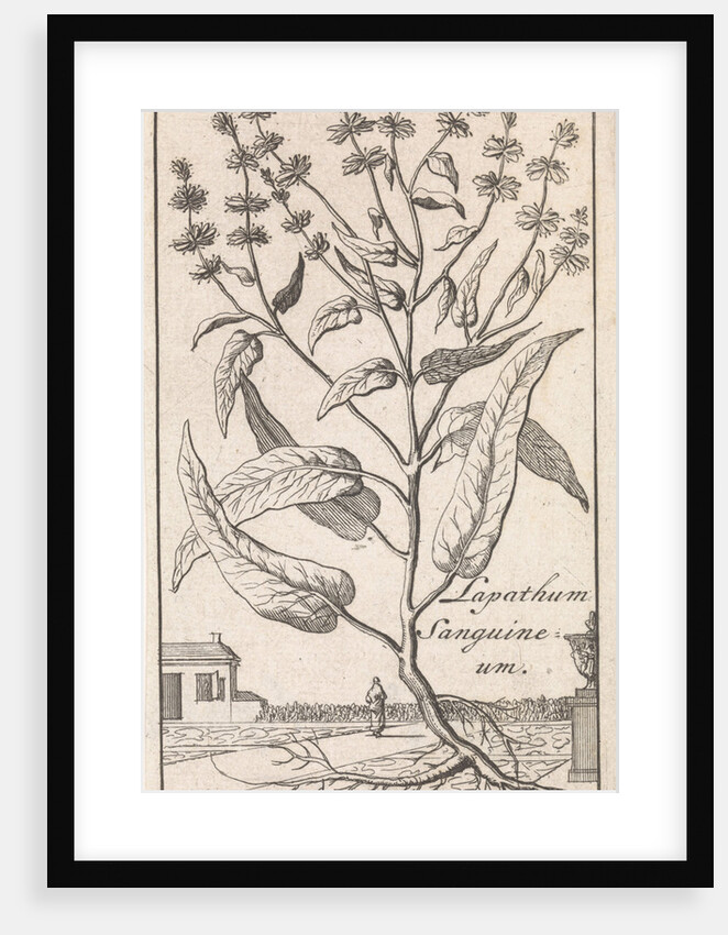 Plant by Jan Claesz ten Hoorn