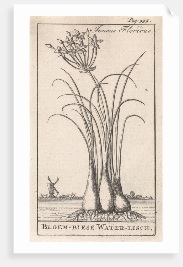 Common spike-rush, creeping spike-rush or marsh spike-rush, Eleocharis palustris by Jan Claesz ten Hoorn