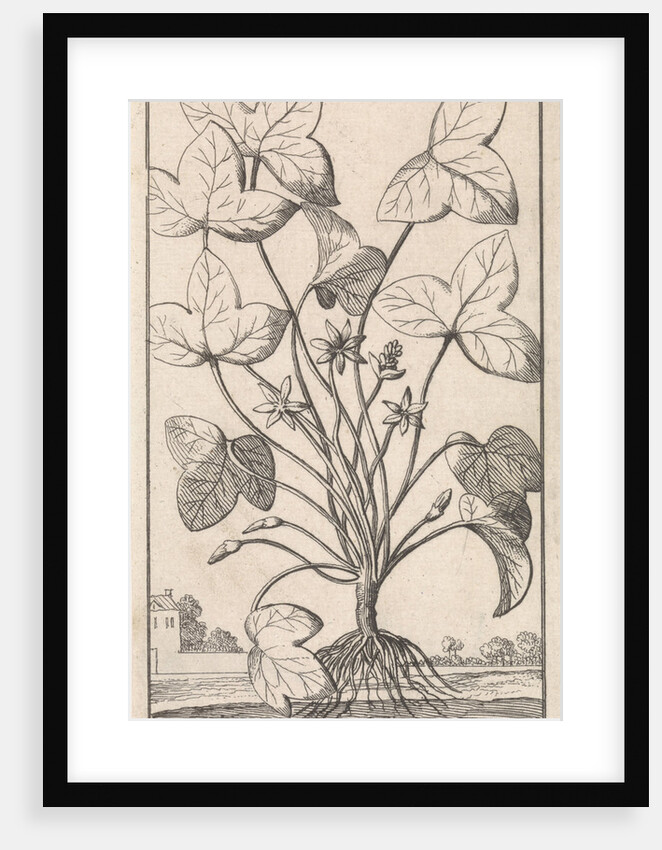 Herb by Jan Claesz ten Hoorn