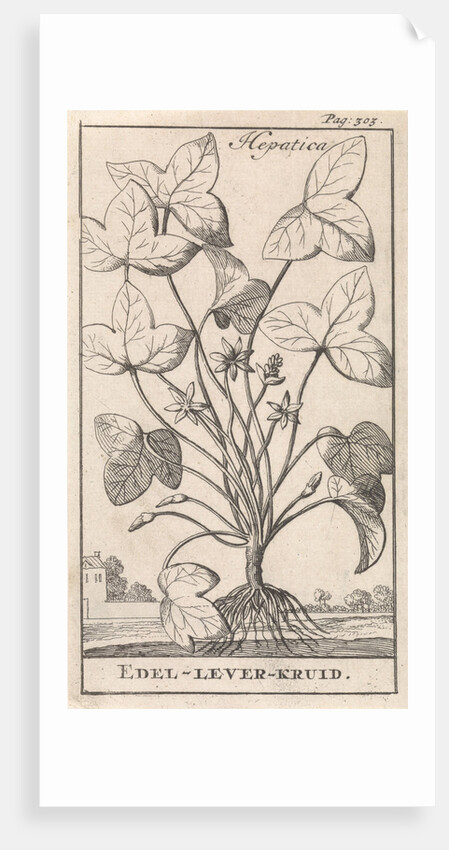 Herb by Jan Claesz ten Hoorn