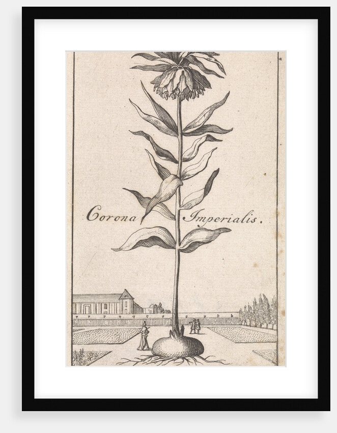 Imperial Crown by Jan Claesz ten Hoorn
