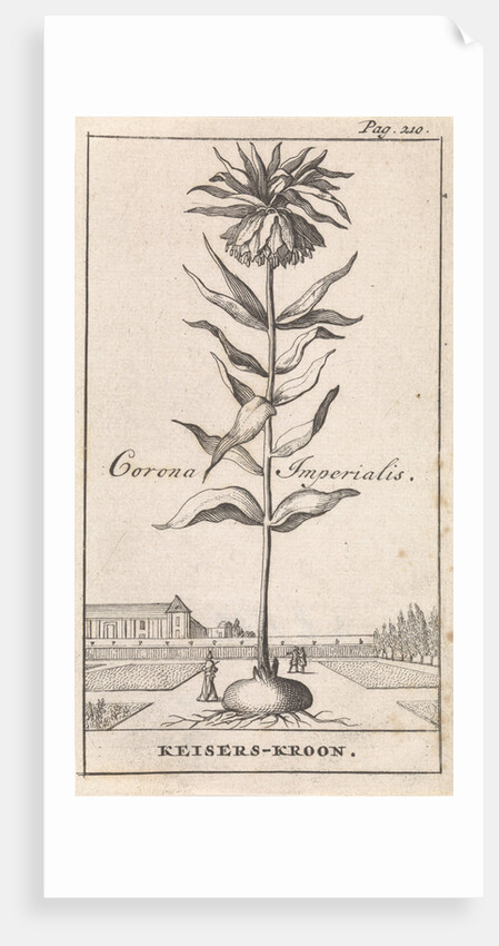 Imperial Crown by Jan Claesz ten Hoorn