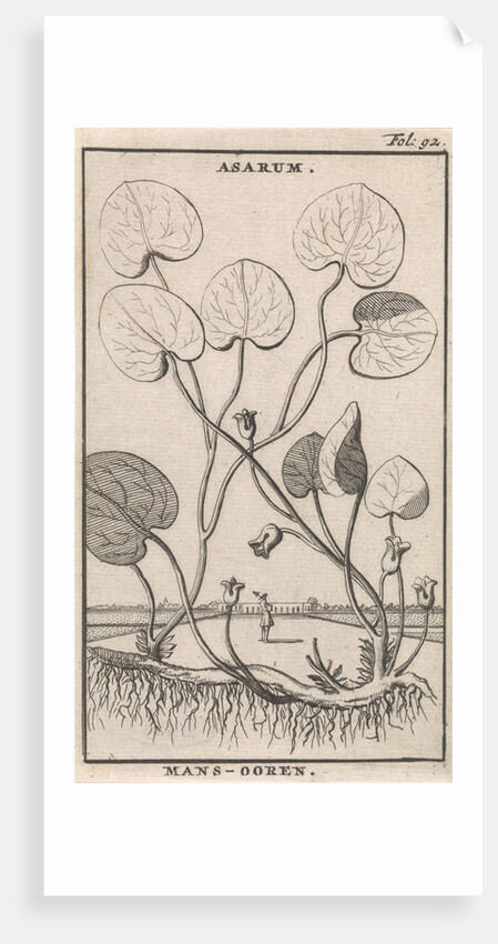 Mansoor by Jan Claesz ten Hoorn