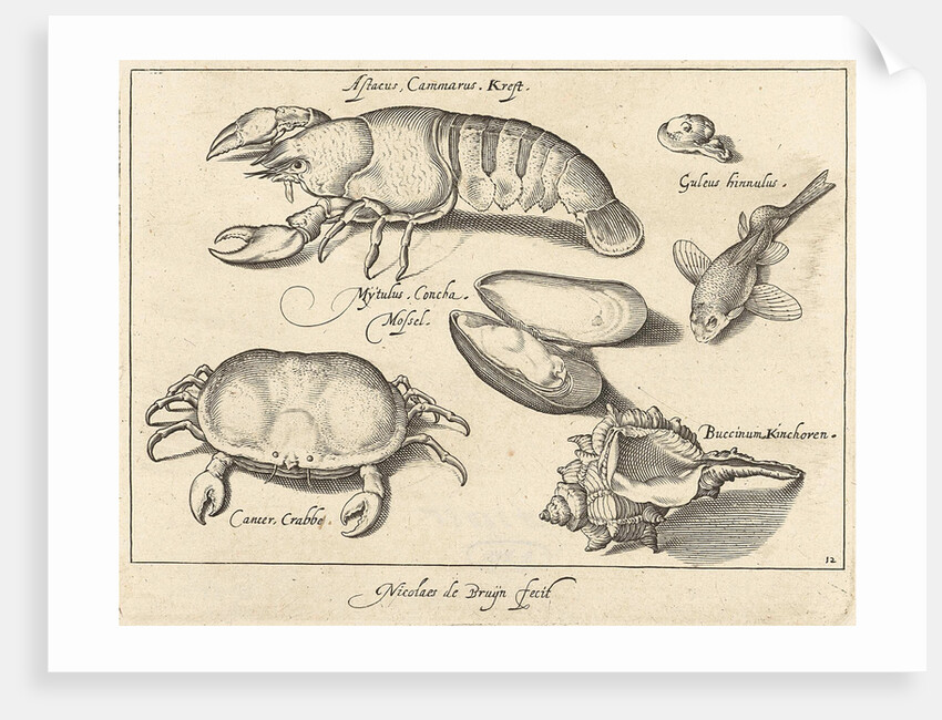 Lobster, crab and shells by Francoys van Beusekom