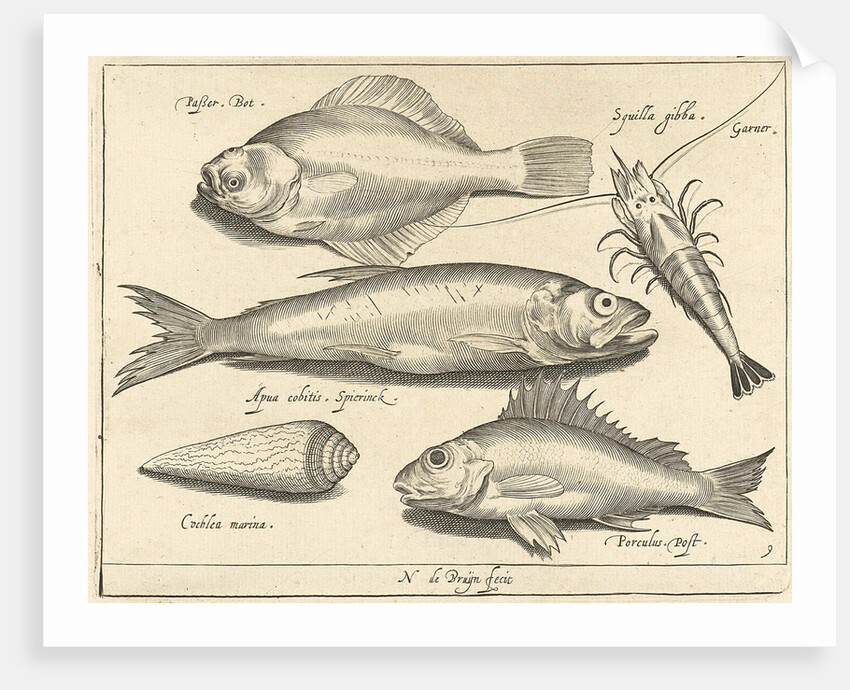 Shrimp and eel by Nicolaes de Bruyn