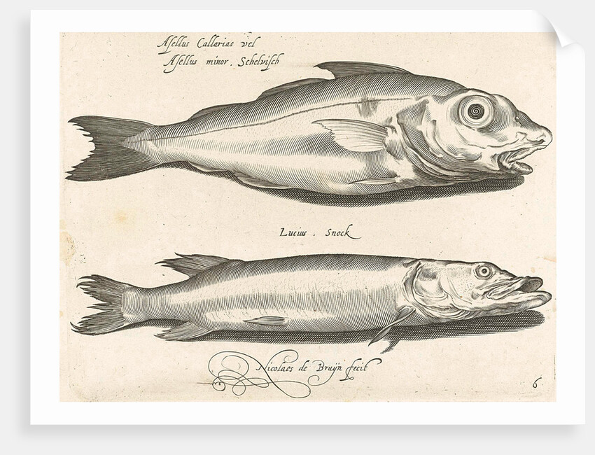 Haddock and pike by Nicolaes de Bruyn