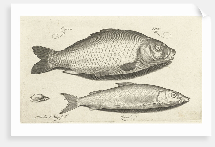 Carp and whitefish by Nicolaes de Bruyn