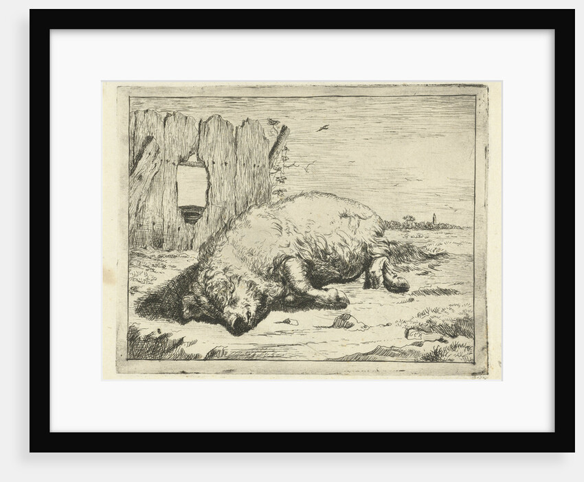 Lying pig by Paulus Potter