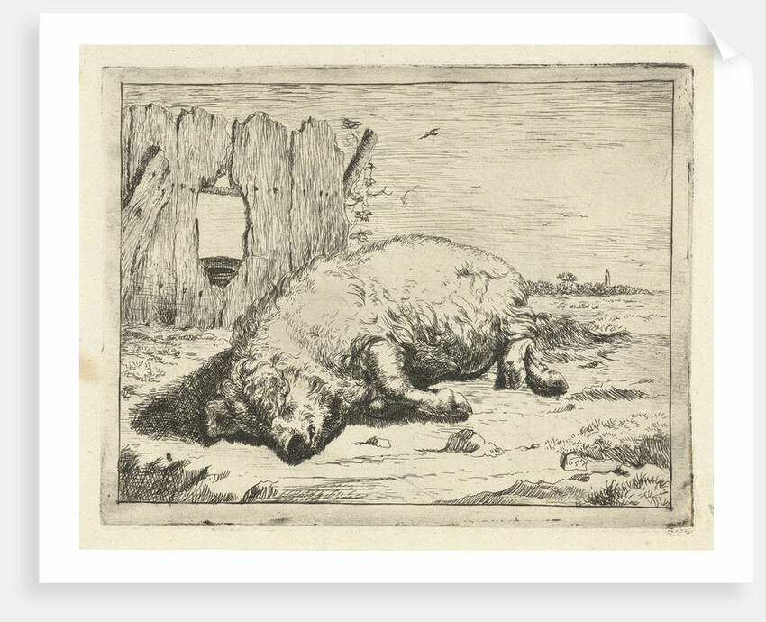 Lying pig by Paulus Potter