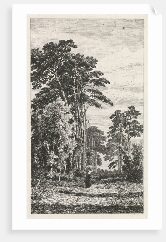 Dennenlaan by Alexander Mollinger