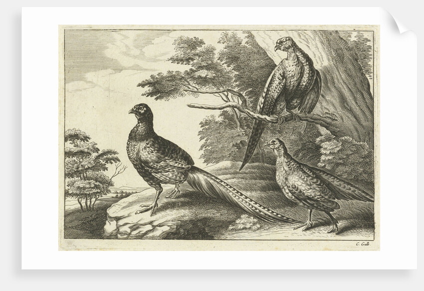 Three pheasants by Francis Barlow