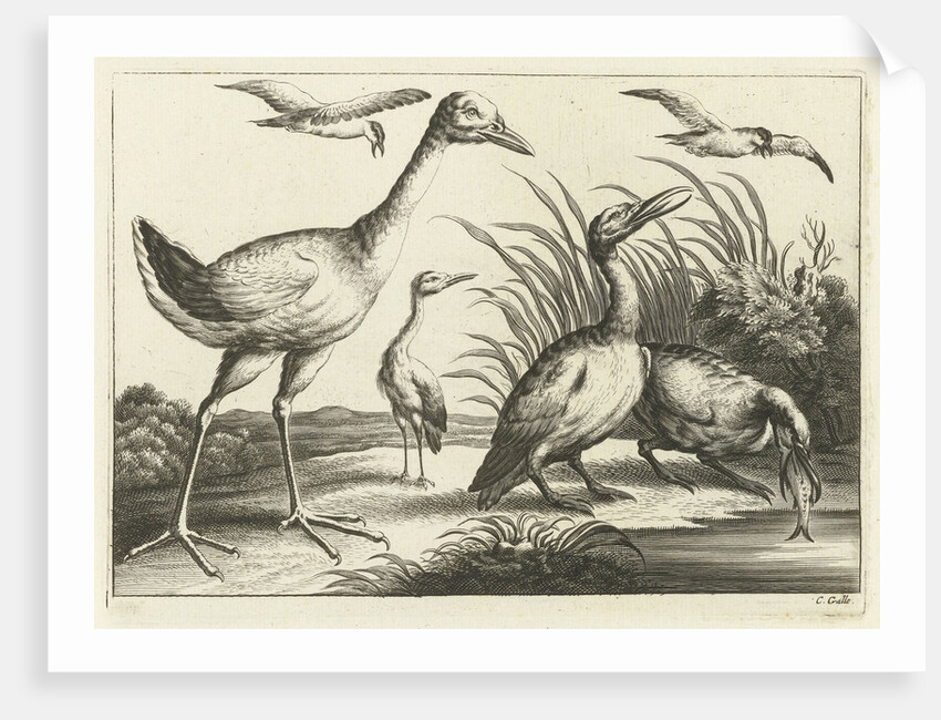 Waterfowl by Francis Barlow