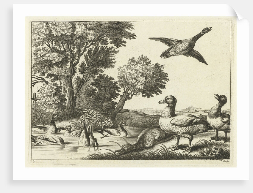 Ducks by Francis Barlow