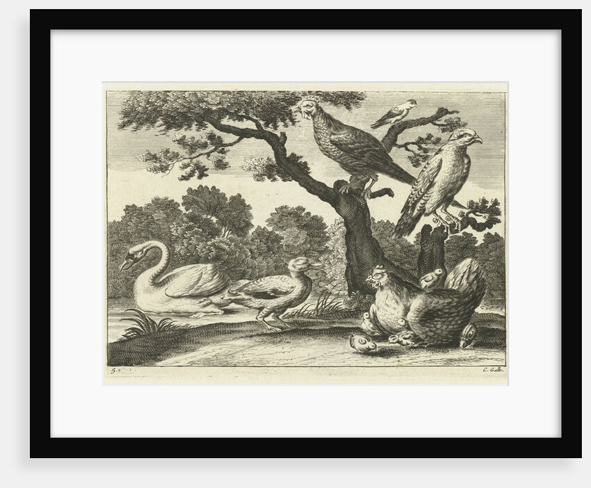 Swan, hen with chicks and other birds by Francis Barlow