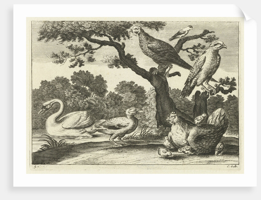 Swan, hen with chicks and other birds by Francis Barlow