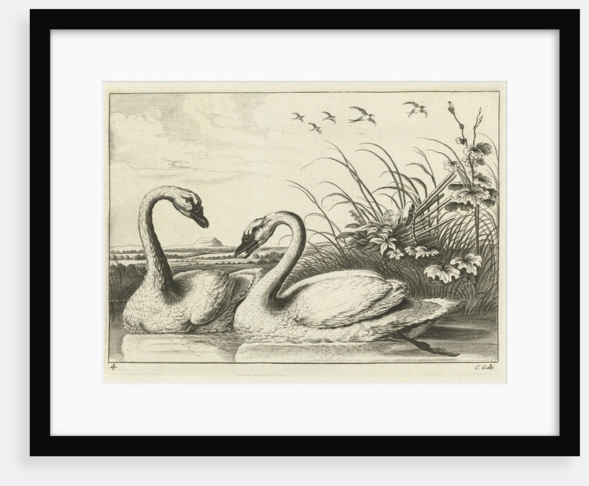 Two swans by Francis Barlow