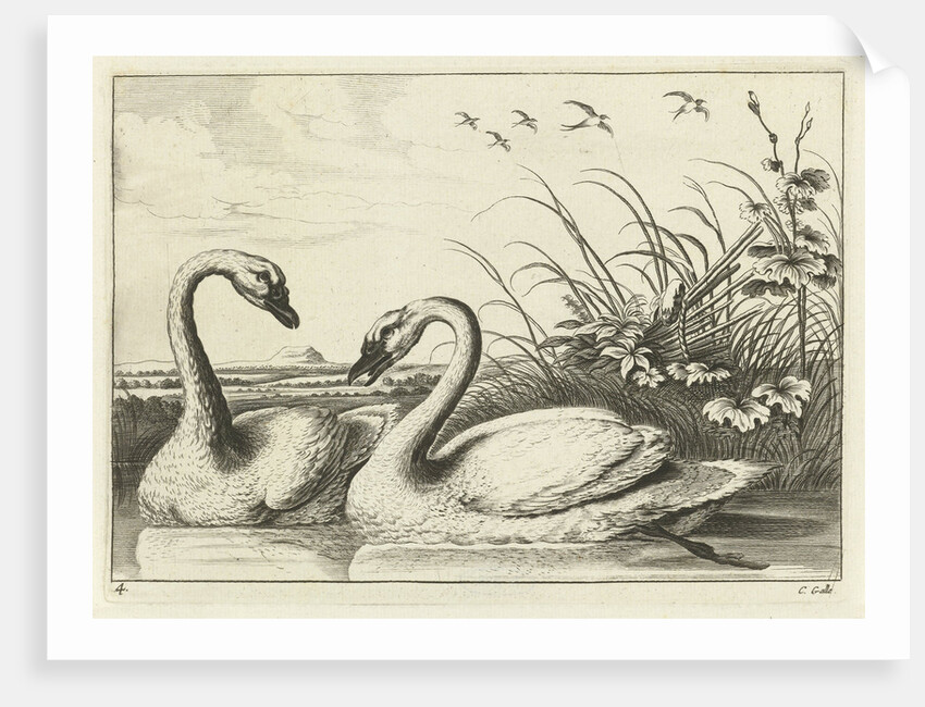 Two swans by Francis Barlow