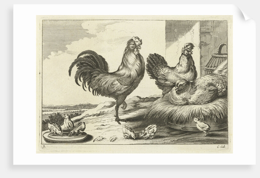 Chicken, roosters and chicks by Francis Barlow