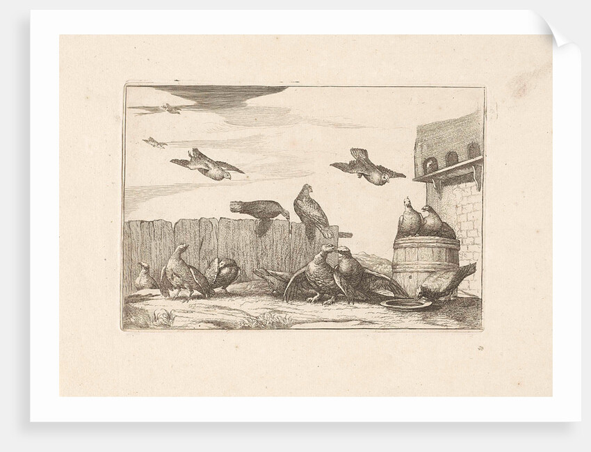 Pigeons by Pieter Schenk I