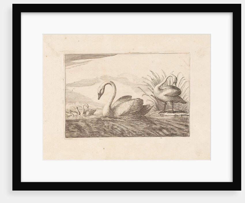 Swans by Pieter Schenk I