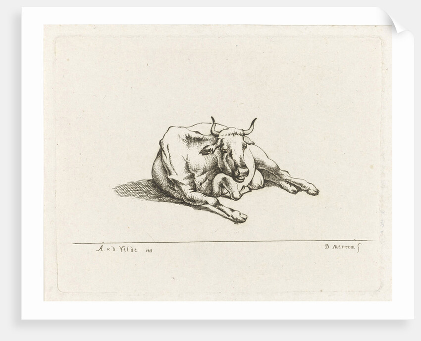 Lying cow by D. Merrem