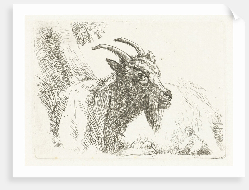 Lying goat by Jan Dasveldt