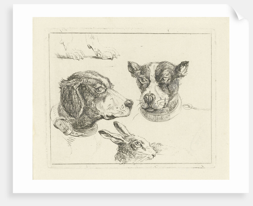 Study Sheet with two dog heads, paws dog and head of hare by Jan Dasveldt
