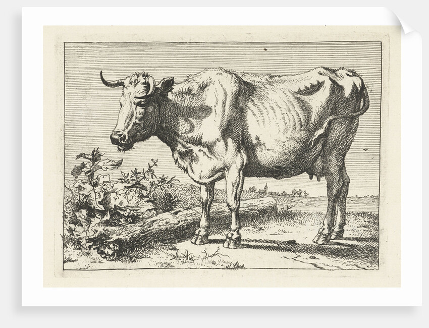 Cow with twisted horns by Paulus Potter