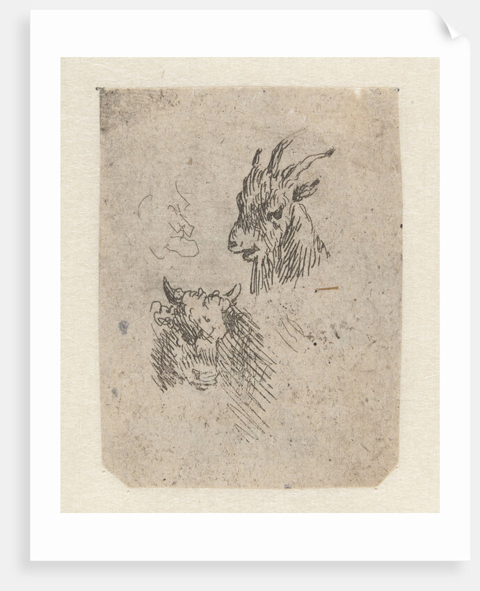 Heads of a goat and a cow by Nicolaes Pietersz. Berchem