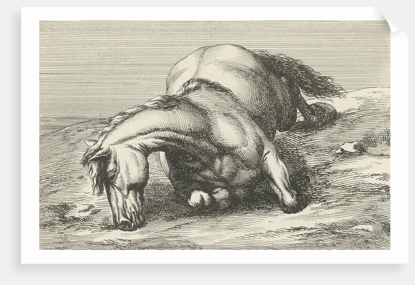 Killed horse by Anonymous