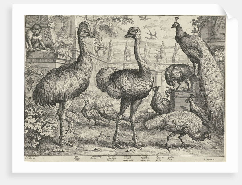 Various birds and a monkey by Pierce Tempest