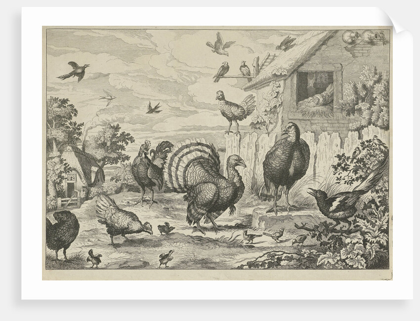 Different poultry and a turkey by Francis Barlow