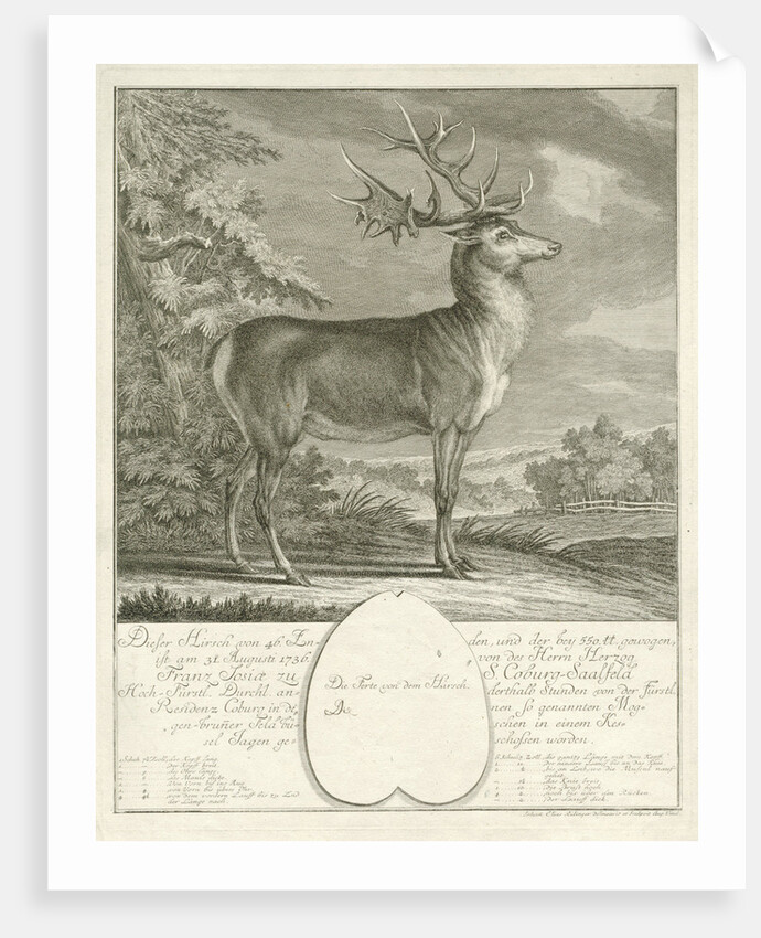 A deer by Johann Elias Ridinger