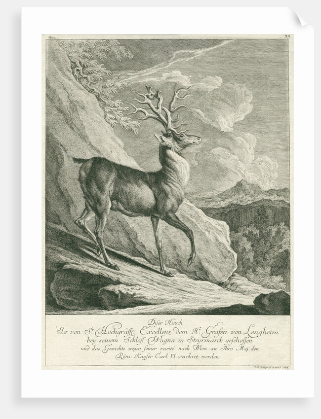 A deer by Johann Elias Ridinger