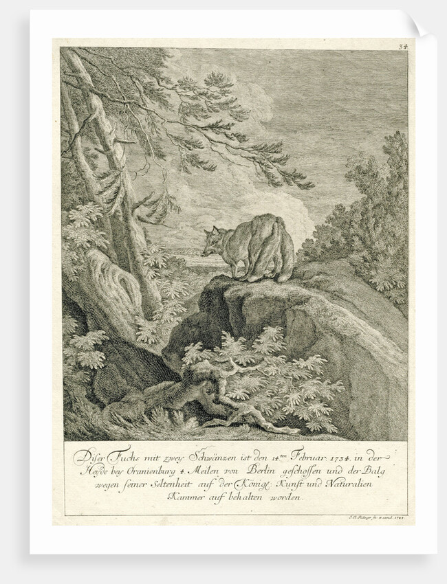 A fox with two tails by Johann Elias Ridinger