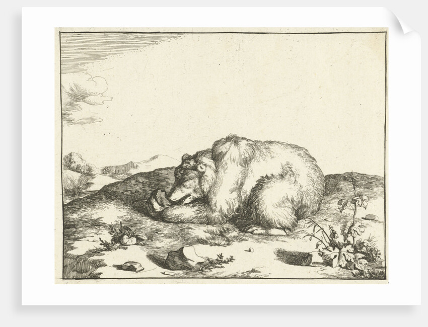 Bear, eating something from his left leg by Marcus Gerards I