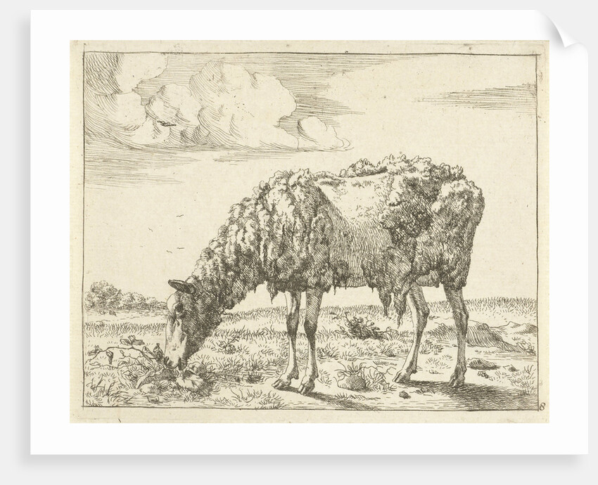 Sheep by Paul Potter