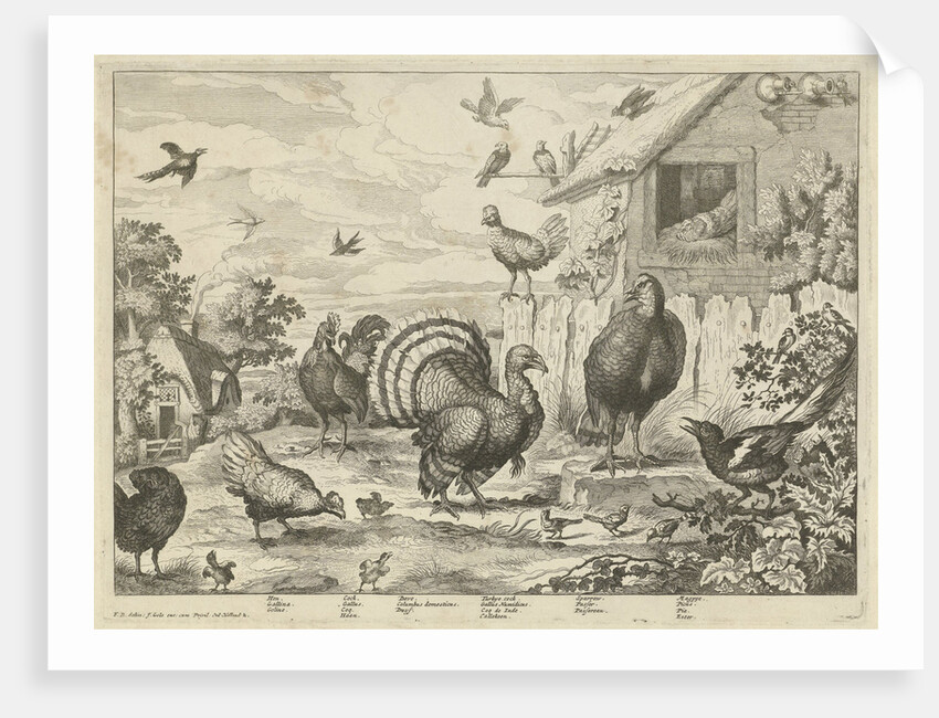 Various poultry and a turkey by Jacob Gole