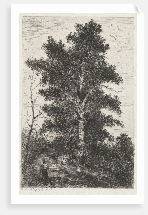 Beech by Arnoud Schaepkens