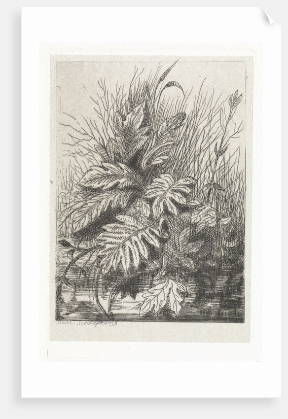 Plants by Arnoud Schaepkens