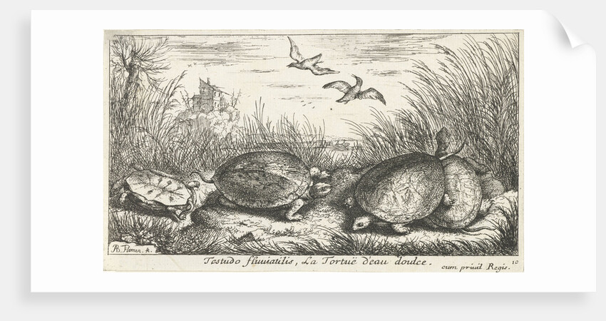Four freshwater turtles between grass and reed by Reinier & Josua Ottens