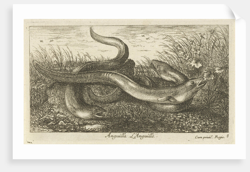 Three eels in the grass by Albert Flamen
