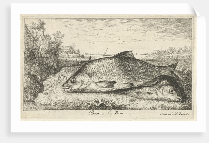 Two bream on a riverbank by Lodewijk XIV