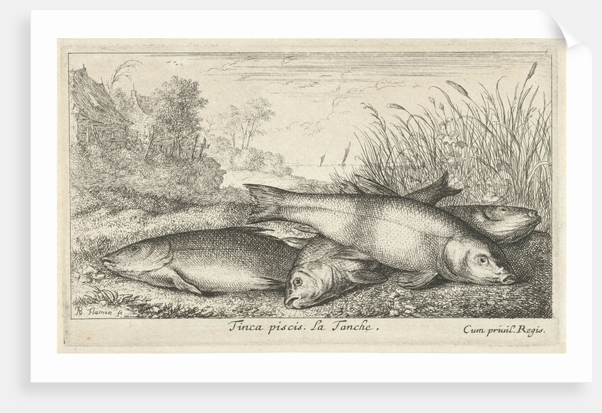 Four tench on a river bank by Lodewijk XIV