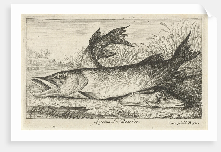 Two pike on a riverbank by Louis XIV King of France