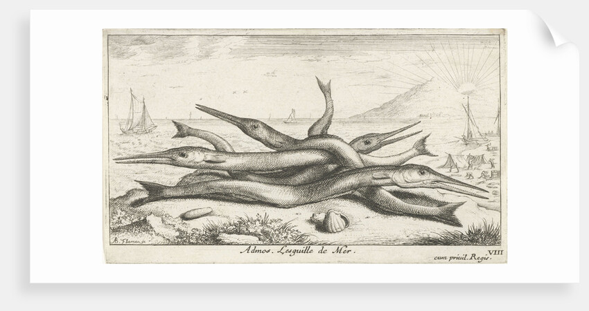 Needlefish, Belonidae on the beach by Lodewijk XIV