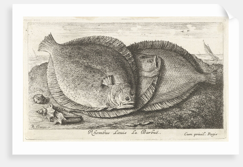 Three fishes on the beach, brill, Scophthalmus rhombus by Anonymous