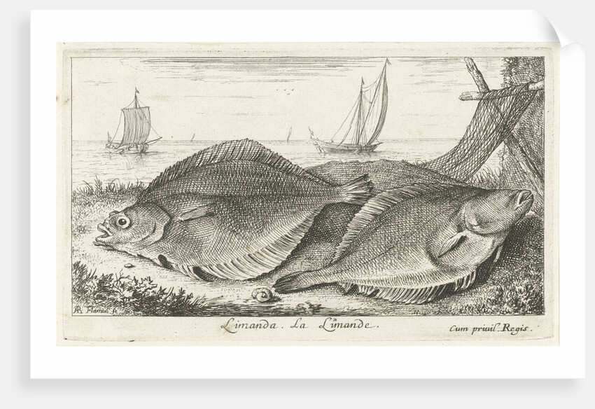 Two dabs on the beach by Dudley Carlton