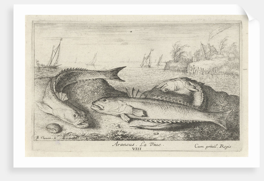 weeverfish, Trachinidae on the beach by Albert Flamen