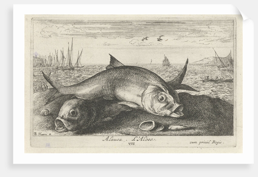 Two Twaite shads on the beach by Albert Flamen